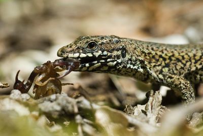 Close-up of lizard feeding on scorpion