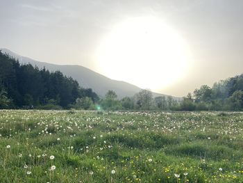Scenic view of field against bright sun
