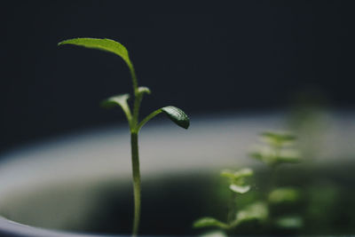 Close-up of fresh green plant