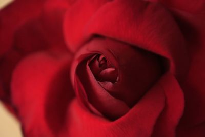 Close-up of red rose