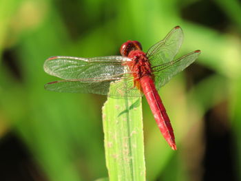 Close-up of dragonfly on leaf