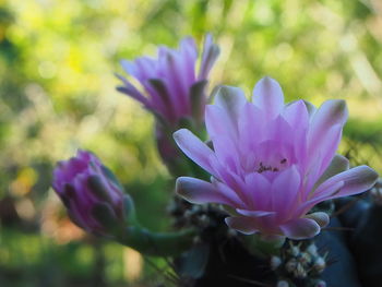 Close-up of pink crocus flower