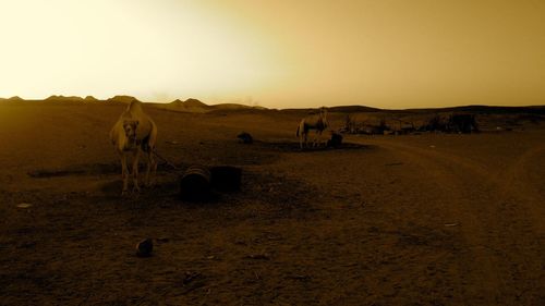 Horses grazing on field against clear sky