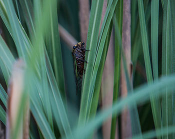 Close-up of insect on plant