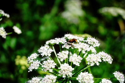 Close-up of bee pollinating on flower