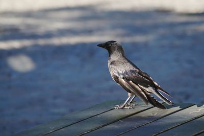 Close-up of bird perching on wood against lake