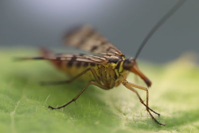 Close-up of insect