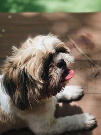 Close-up of dog looking away