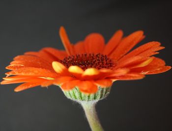 Close-up of orange flower blooming outdoors