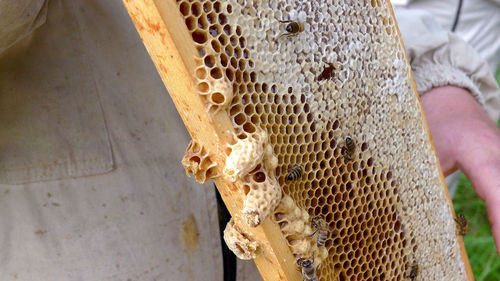 Close-up of bee on human hand