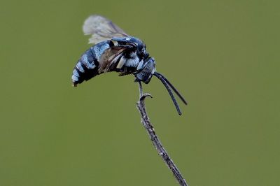 Close-up of insect on leaf