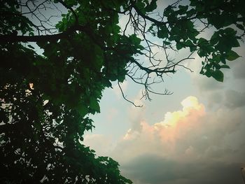 Low angle view of tree against sky