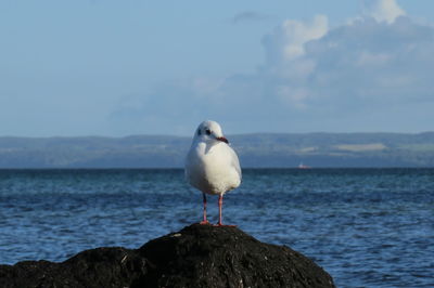 Seagull perching on washed up algae 