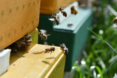 Close-up of bee on leaf