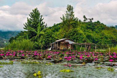 Lotus water lily flowers in lake against sky