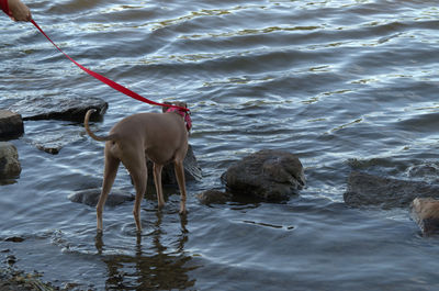 Horses in lake