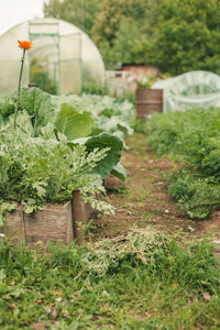 Plants growing in garden