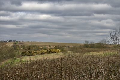 Scenic view of field against sky