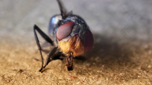 Close-up of insect