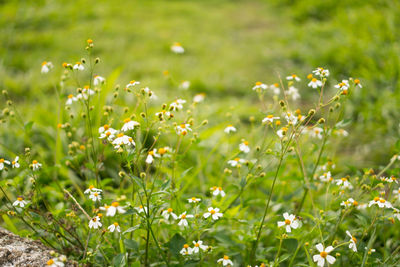 Close-up of flowering plants on field