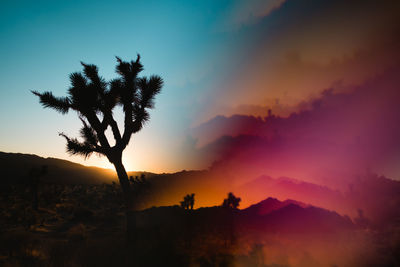 Silhouette trees against sky during sunset at joshua tree park