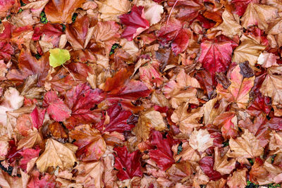 Full frame shot of autumn leaves