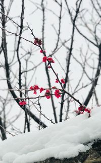 Low angle view of frozen flower tree against sky