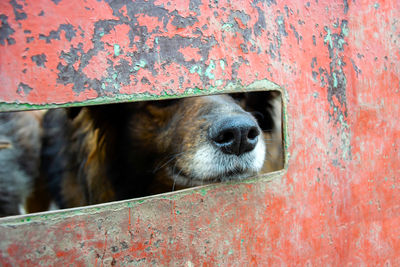 Close-up of a horse