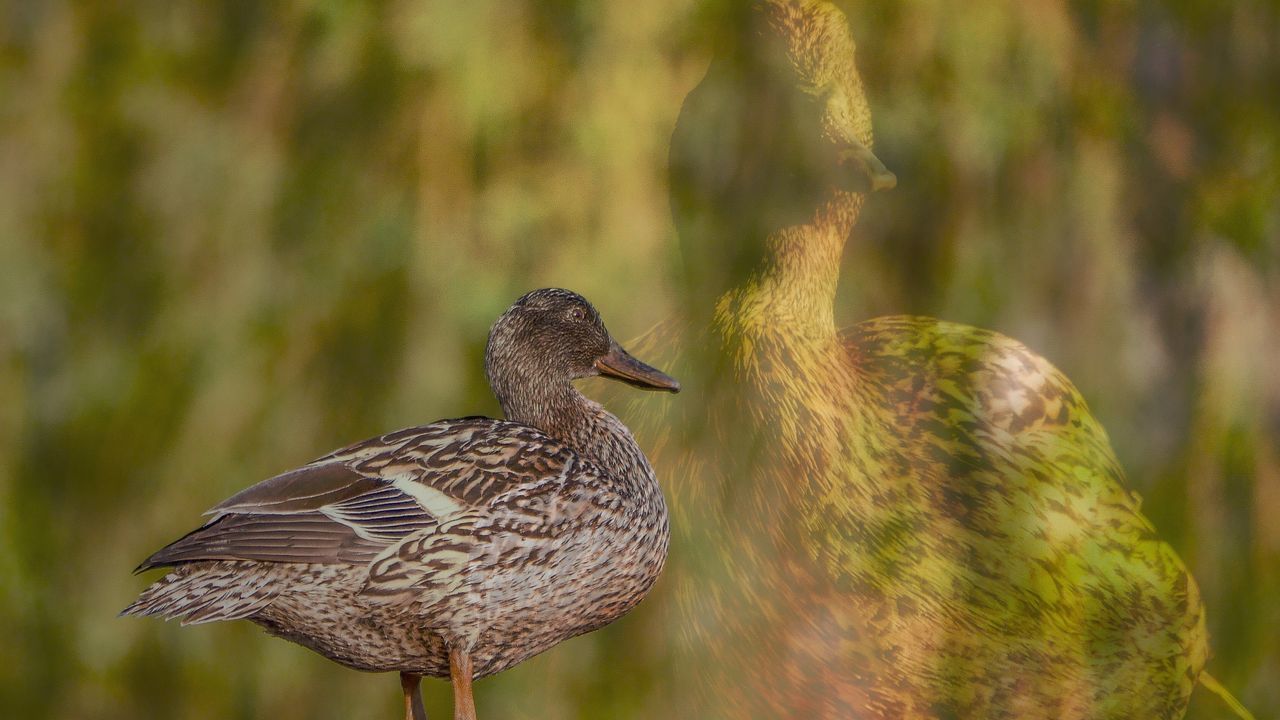 animal themes, animals in the wild, one animal, bird, animal wildlife, day, nature, focus on foreground, no people, outdoors, beauty in nature, close-up