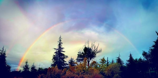 Low angle view of rainbow over trees against sky