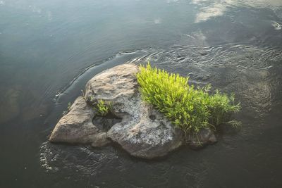 High angle view of plants by sea