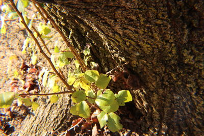 Close-up of fresh green plant