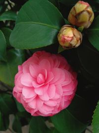 Close-up of pink flower blooming outdoors