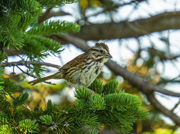 Bird perching on pine tree