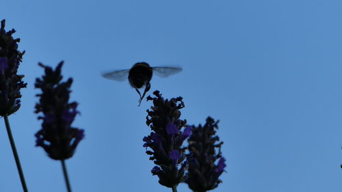 Low angle view of insect on flower against sky