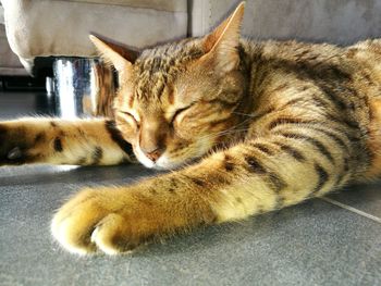 Close-up of tabby cat