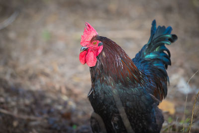 Close-up of rooster
