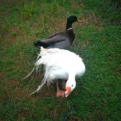 Birds on grass