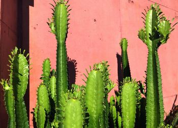 Close-up of succulent plant against wall