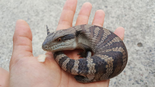 Close-up of hand holding lizard