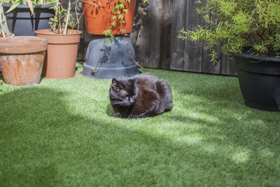 Cat sitting in a pot