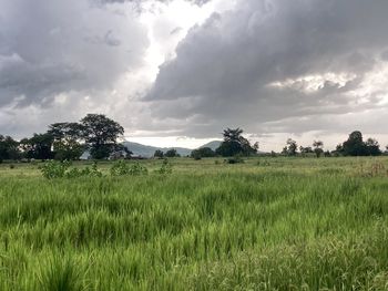 Scenic view of field against sky