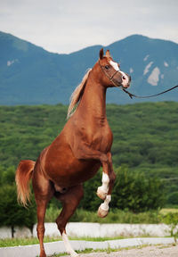 Close-up of horse on landscape against sky