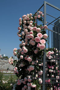 Low angle view of pink flowers blooming against sky