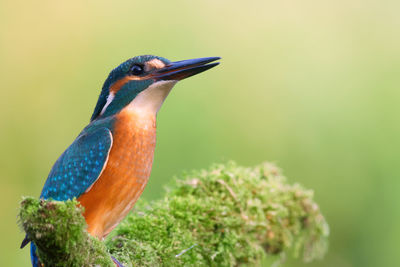 Close-up of bird perching on a plant