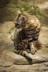 Cat sitting on rock