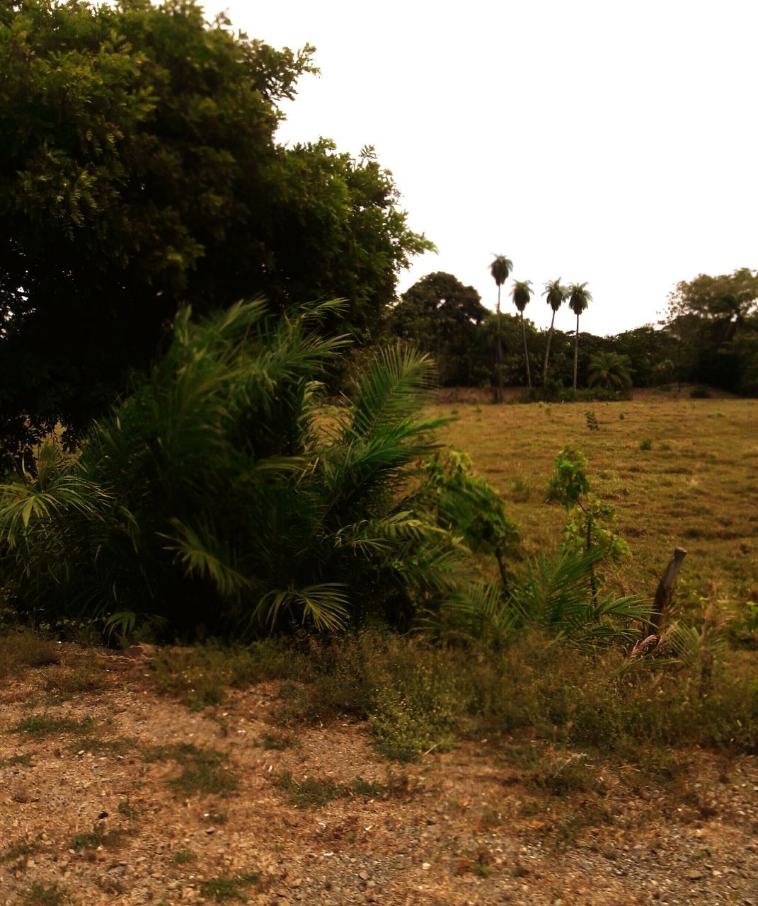 tree, nature, growth, outdoors, plant, no people, grass, landscape, day