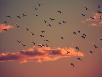 Low angle view of bird flying in sky