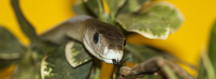 Close-up of snake on plant