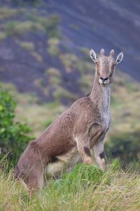 Portrait of deer standing on field